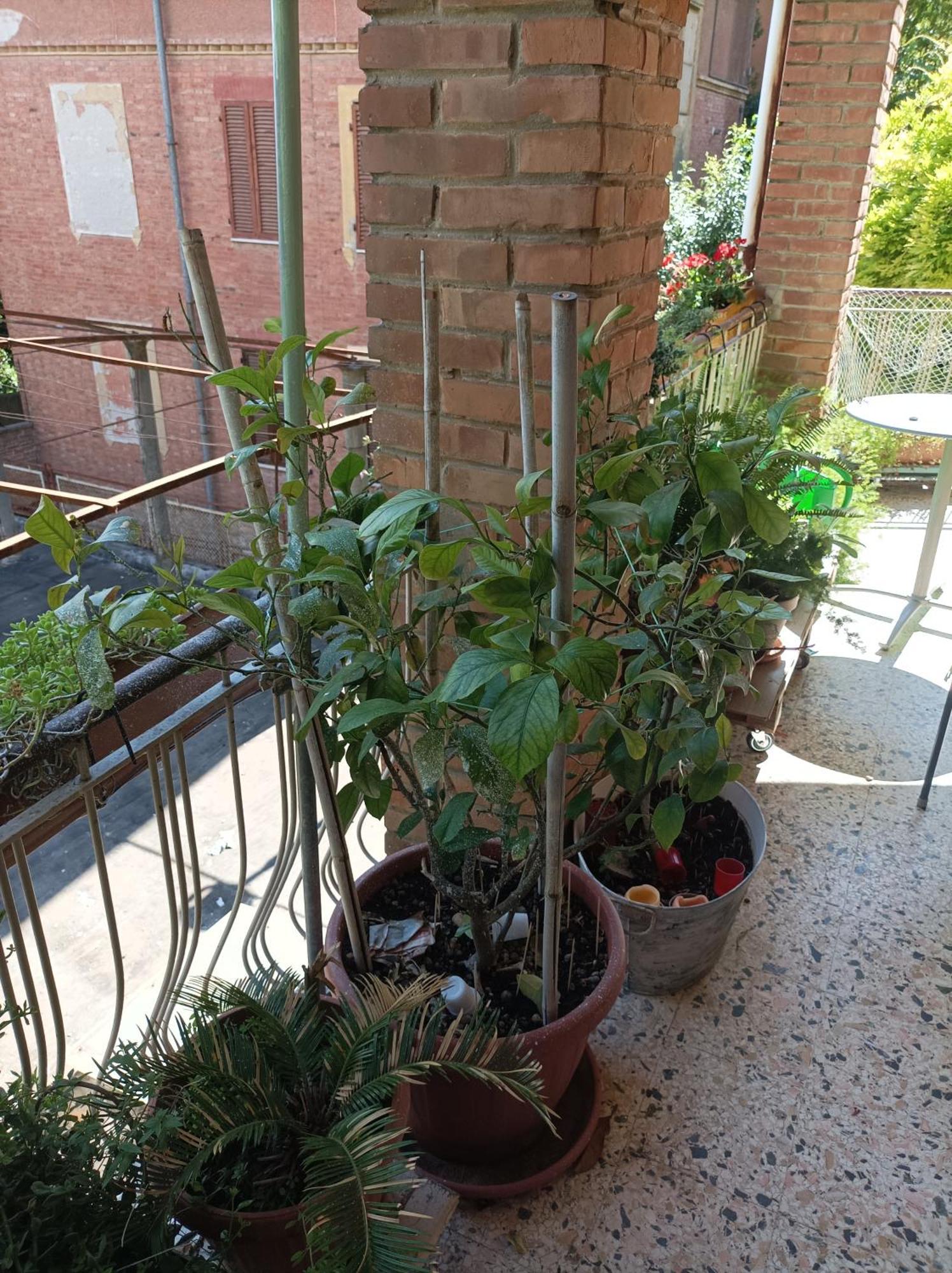 Boh & Boh A Casa Di Luca And His Cats Apartamento Perúgia Exterior foto